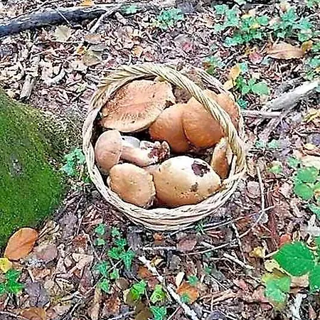 Natura Panzió Leofreni
